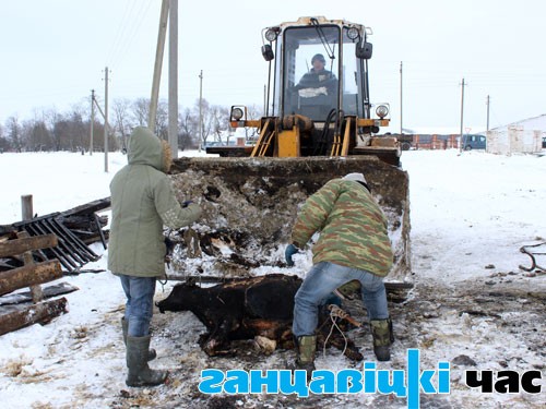 Во время пожара в здании телятника СПК «Огаревичи» 50 телят погибло, а 30 удалось спасти