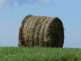 «Бизнес» по-маковски
