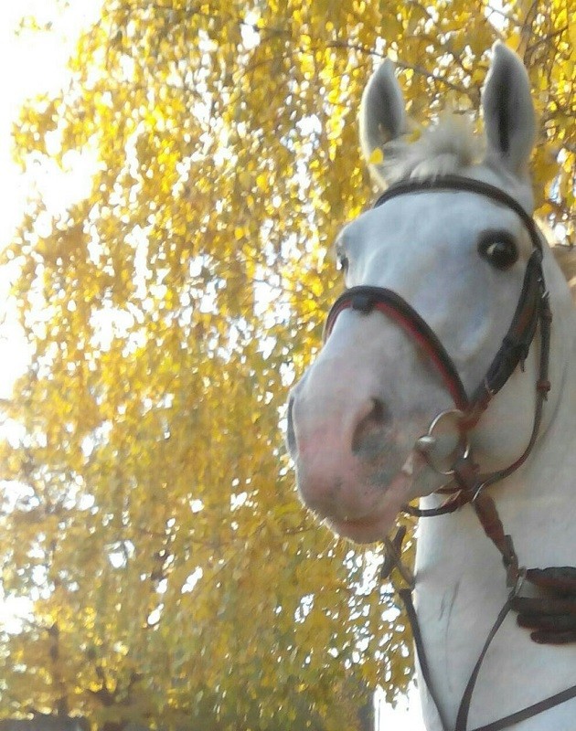 Гамлет