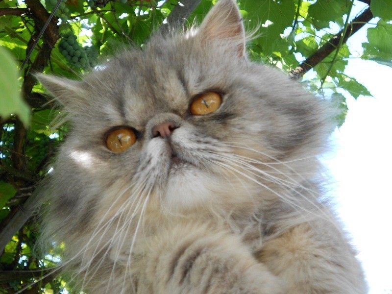 кот Персик