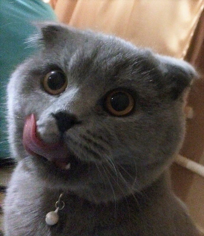 шотландская вислоухая кошка по кличке Мелисса