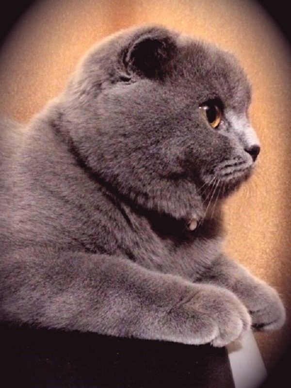 Кошка Мелисса - модель