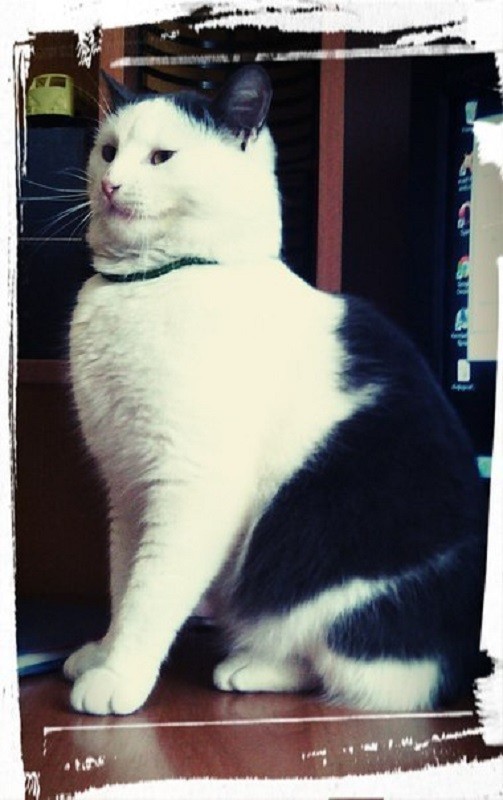 кот Макс