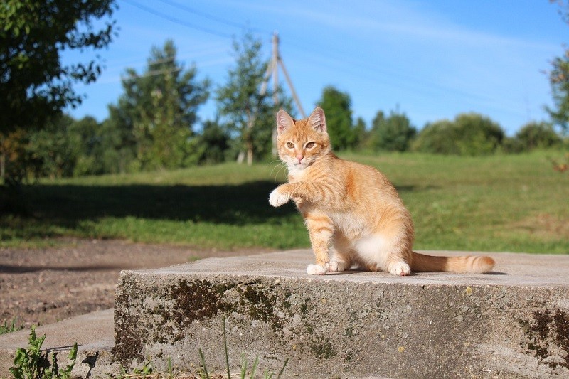 кот Баксик - путешественник
