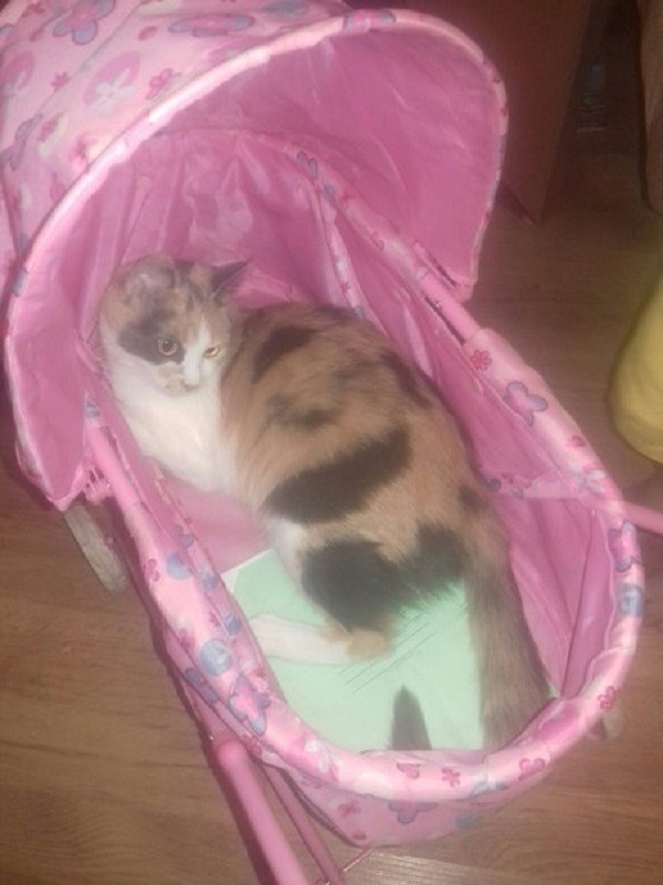 кошка Шуша