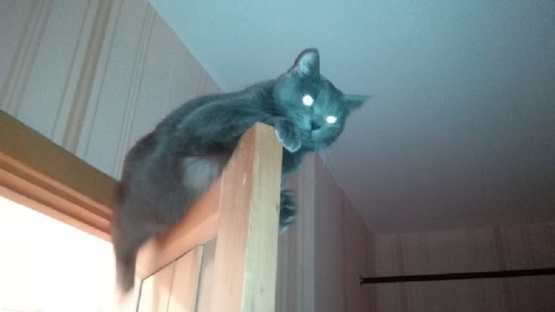 кошка Челси любит покорять высоту