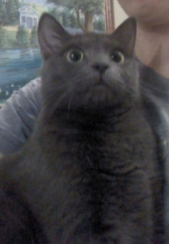 Кошка Челси