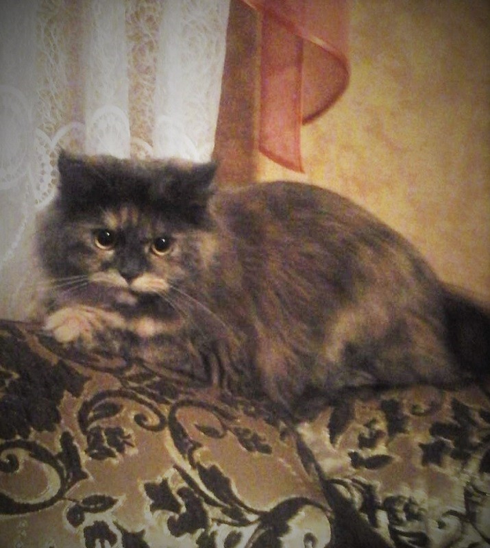 кошка Жужа