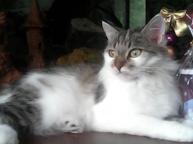 кошка Мурка