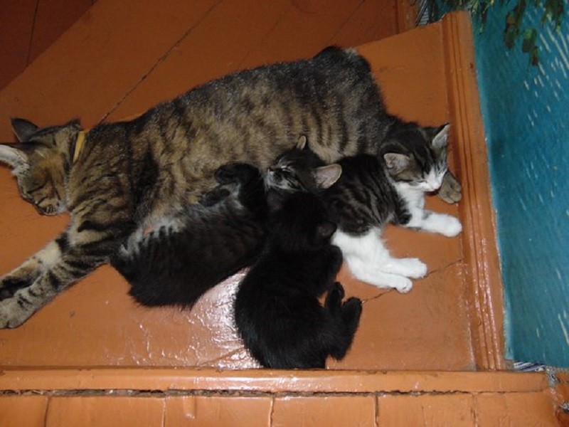 Кошка Тафи и ее котята