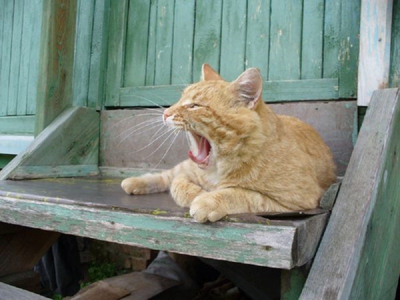 кот коржик