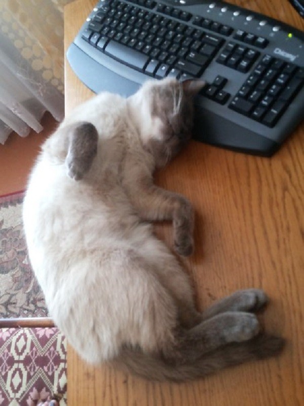 кот Лёлик