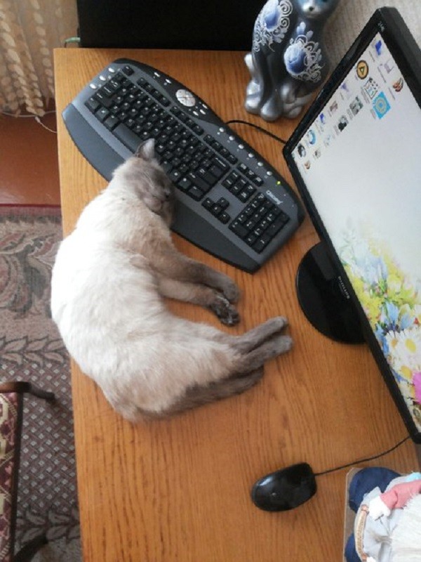 кот Лёлик любит спать на клавиатуре