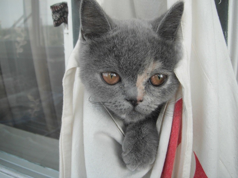 Кошка по кличке Секси