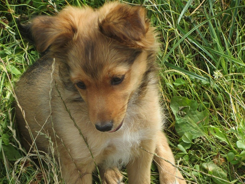 Аліса