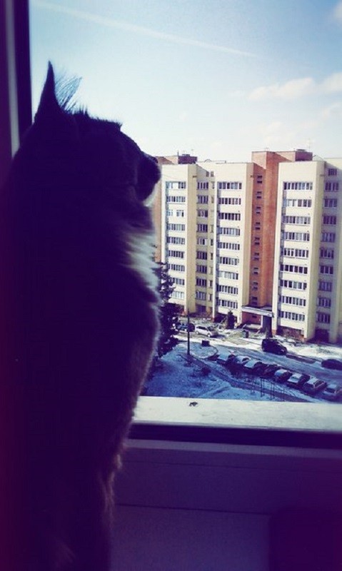 кот Матвей 