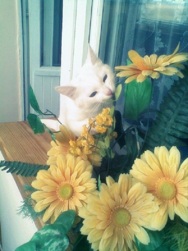 кошка Нюся