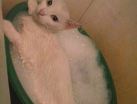 Кошка Тима любит водные процедуры