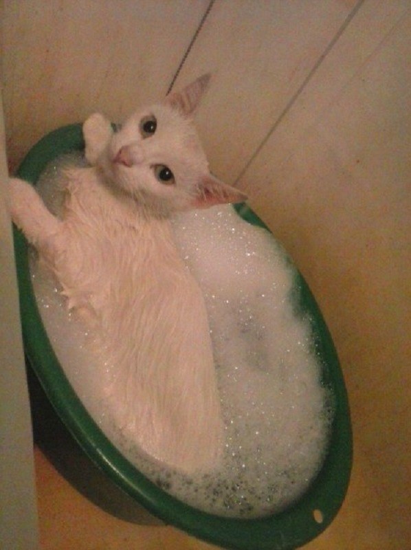 Кошка Тима любит купаться