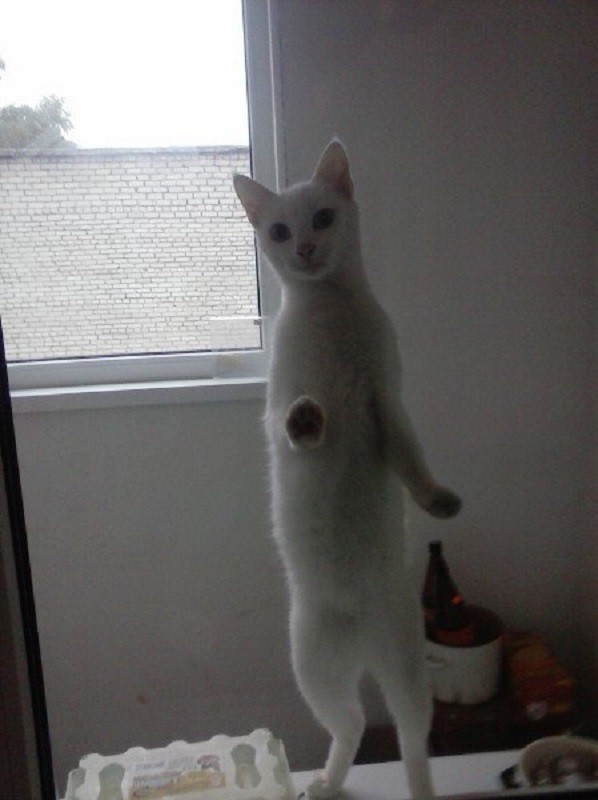 Кошка Тима