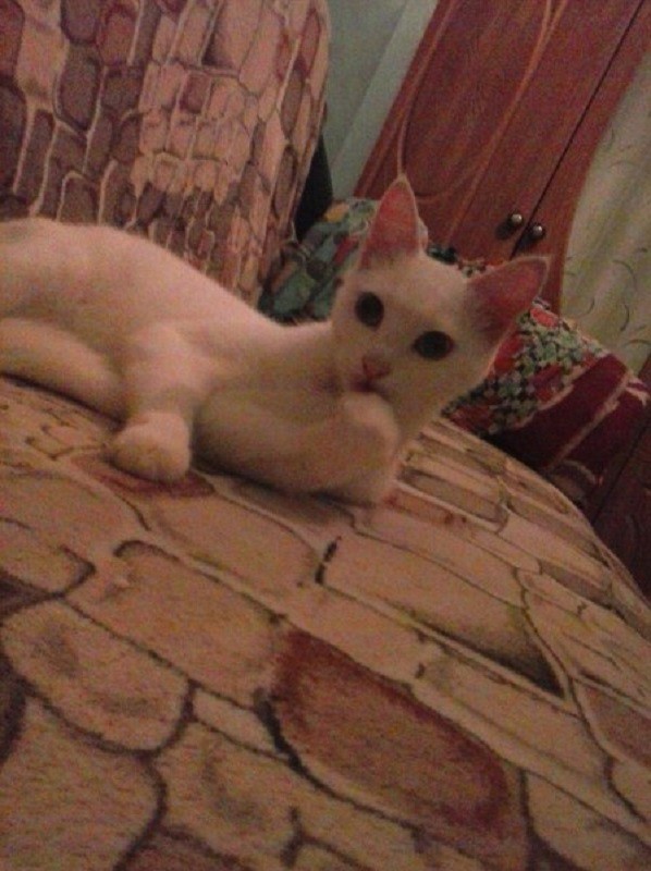 Кошка Тима