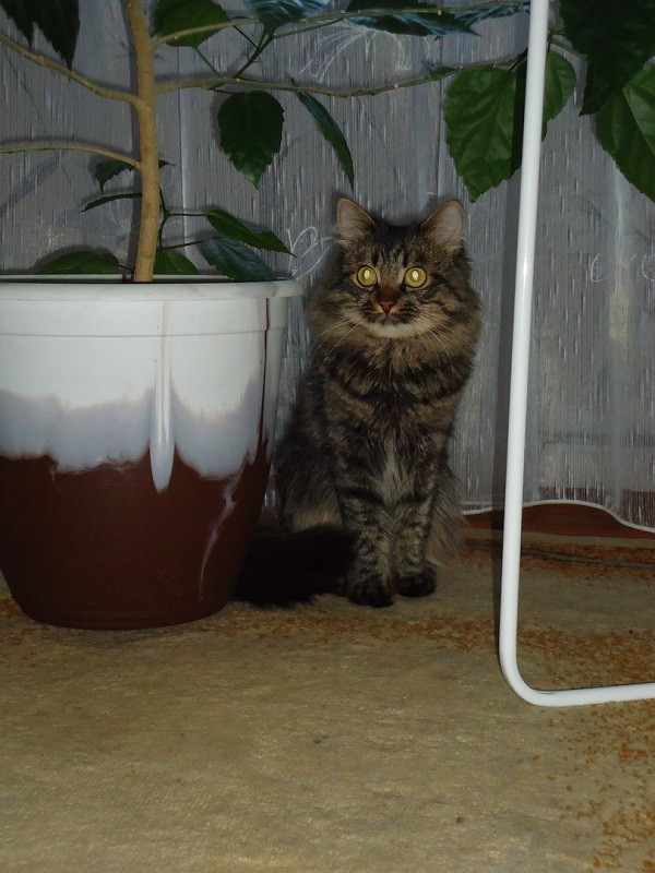 Кот Тимофей
