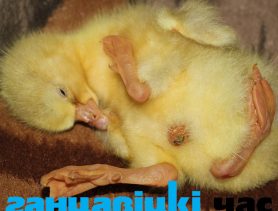У вёсцы В. Круговічы да 30-годдзя аварыі на Чарнобыльскай АЭС вывелася трохлапае гусяня
