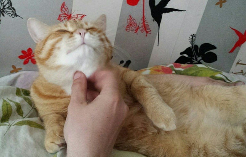 кот Бася