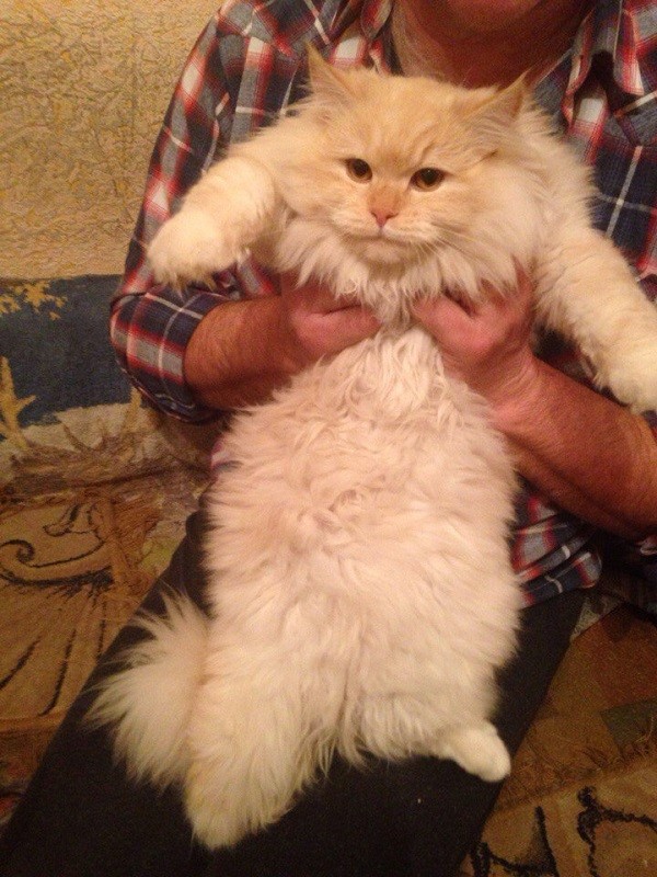 кот Гаврила