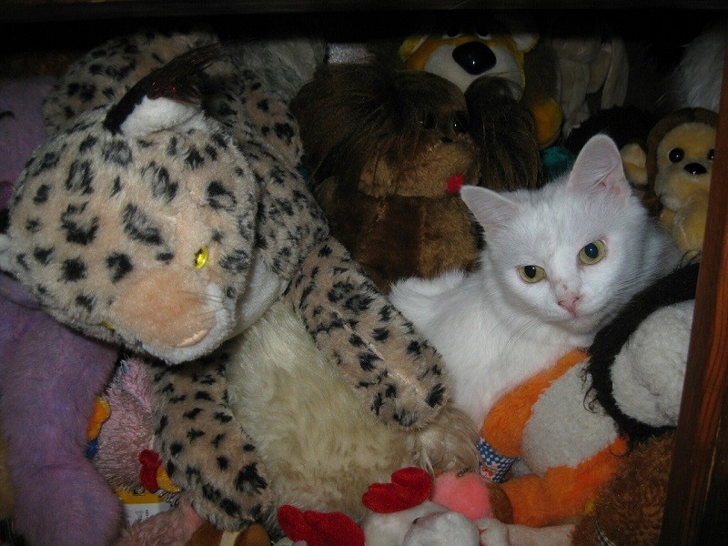 кошка Снежка спряталась среди игрушек