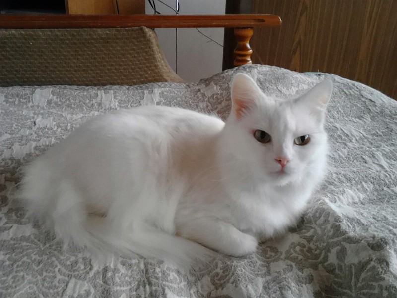 Снежка
