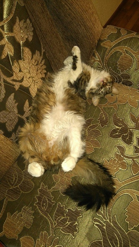 кот Марсель
