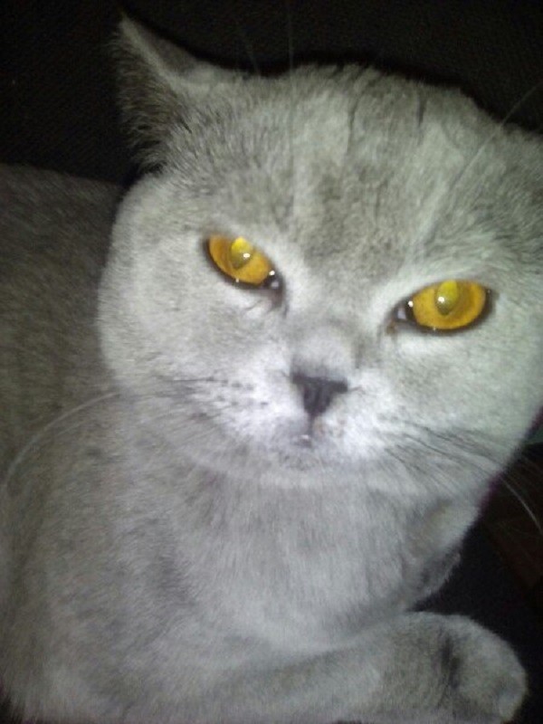 кот Сережа