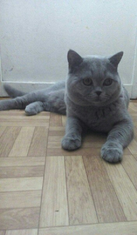 Сережа