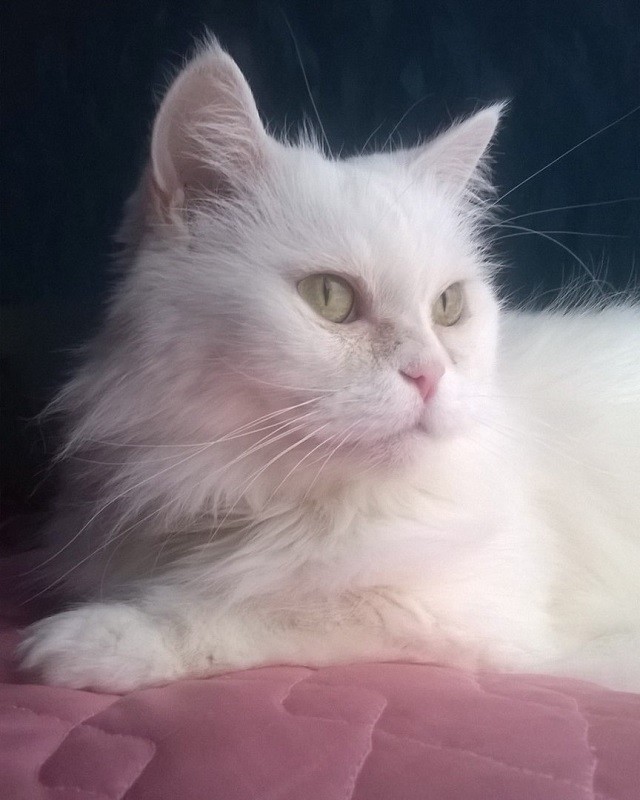 кошка Белка не любит мыться
