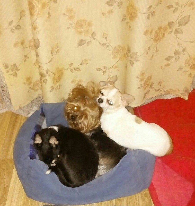 Приставучие соседи