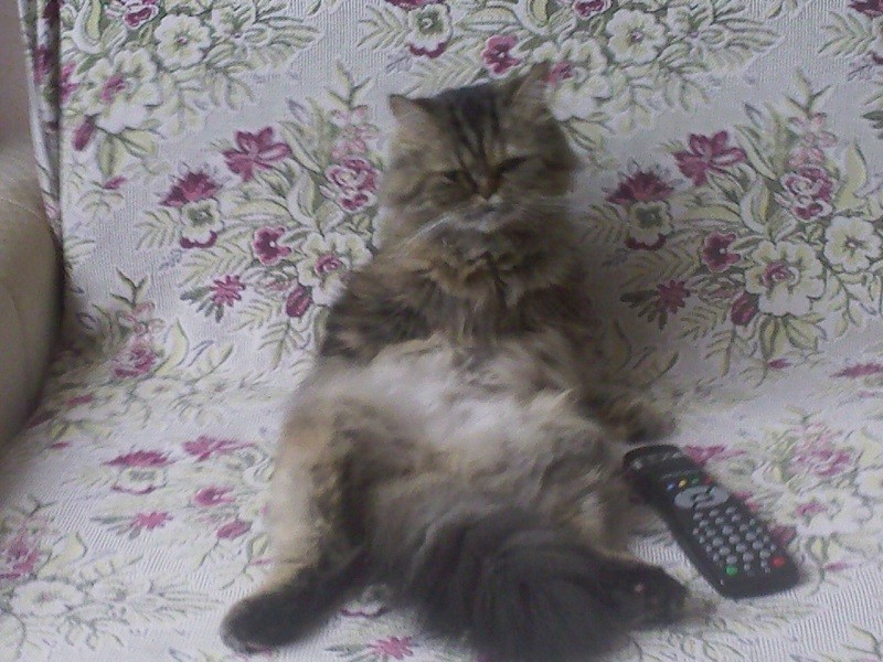 Что там по tv?