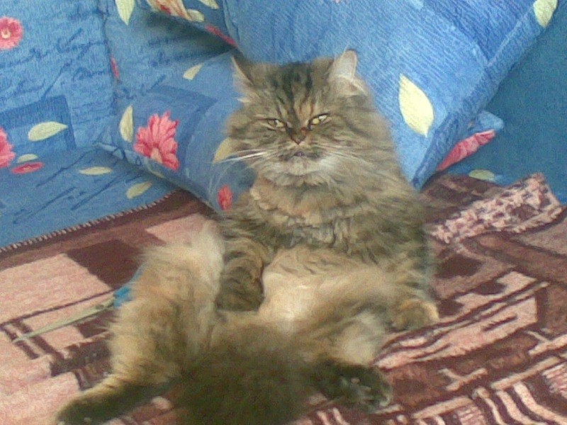 Лана