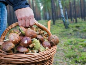 Грибник из Борисова скончался при попытке починить велосипед