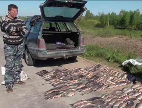 Ганцаўчанін у нераст налавіў рыбы амаль на 140 мільёнаў
