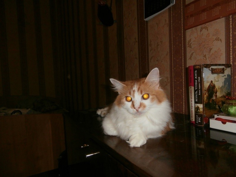 кот Андерсон