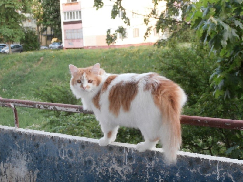 Андерсон