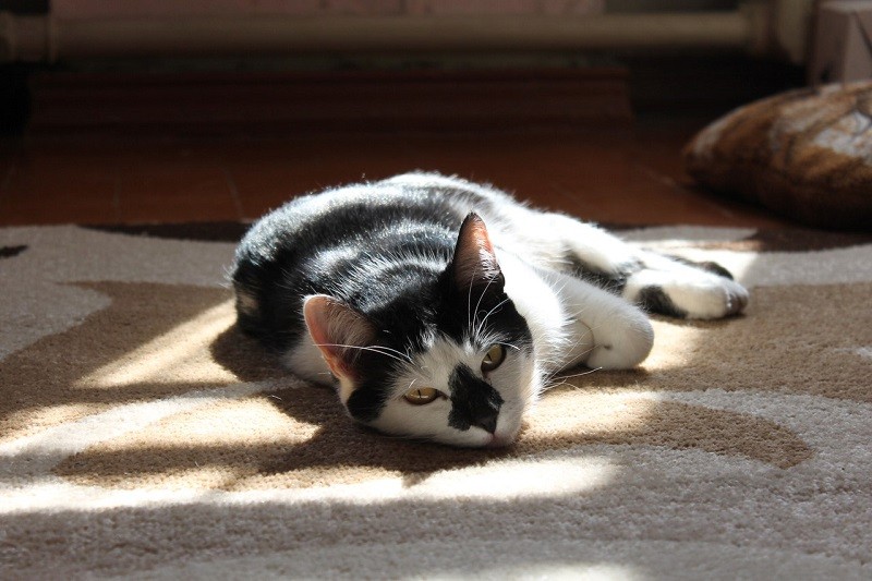 Image 22721
