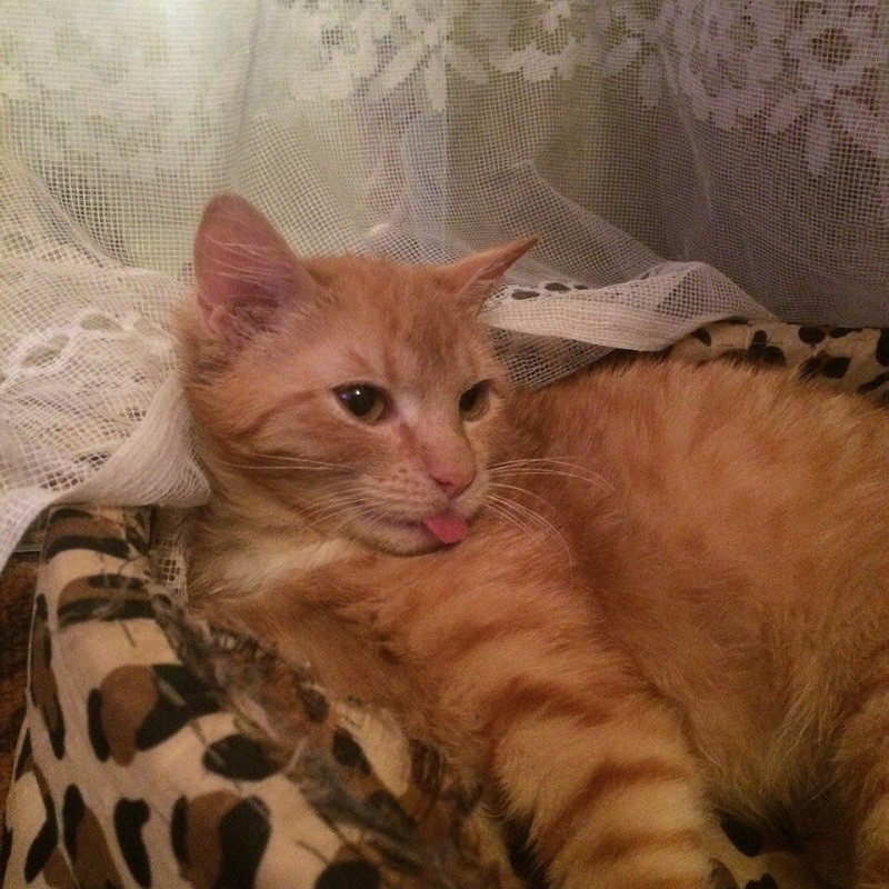 кот Андрей