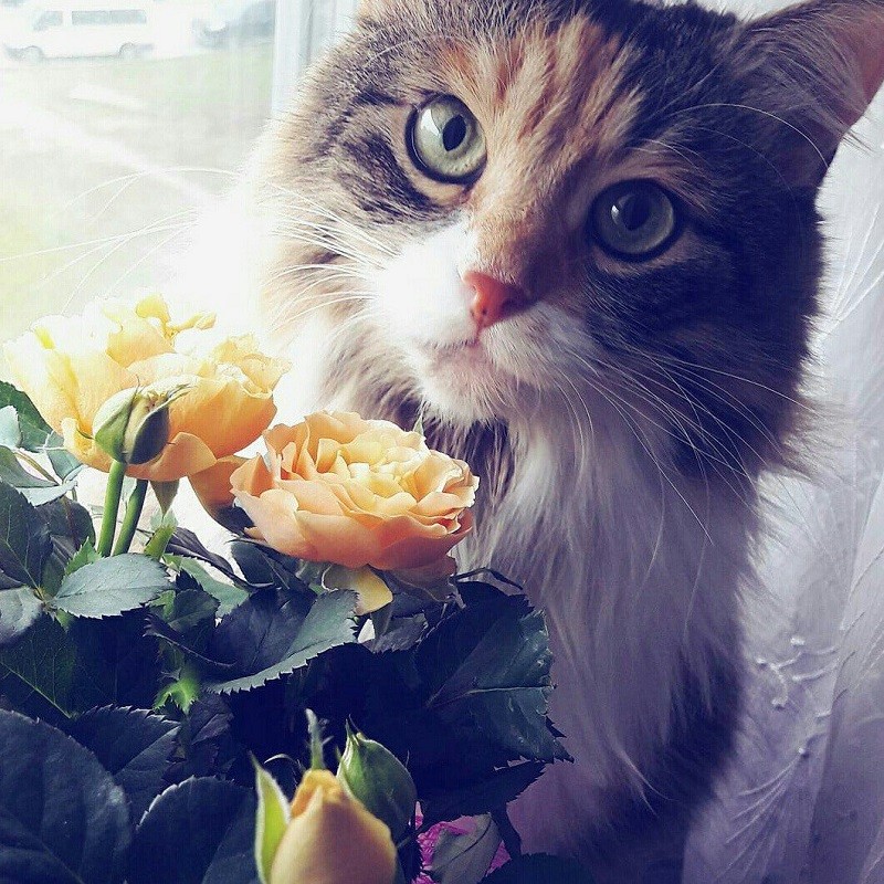 Трехцветное счастье