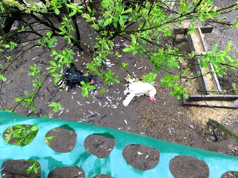 Курочки и петух задавлены собаками
