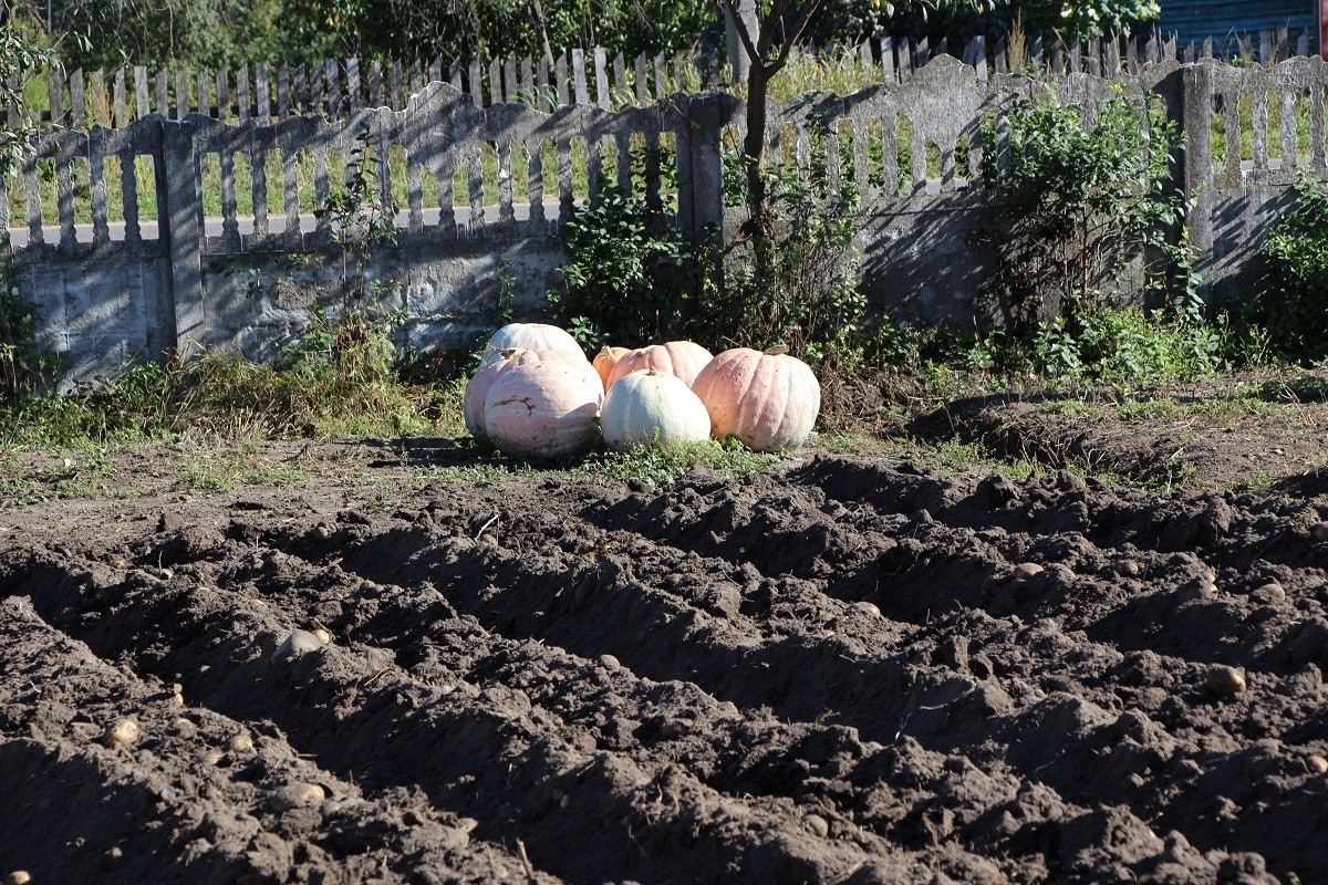У Александра Александровича тыквы расположились по всему огороду