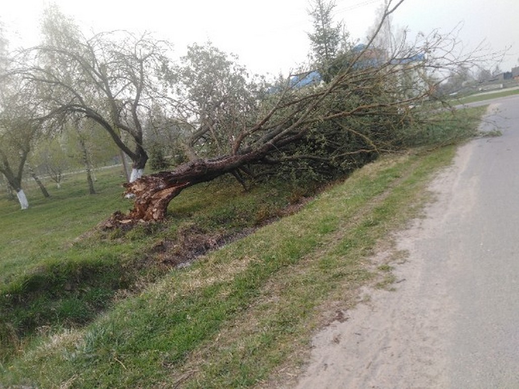 Скоро Пасха, а в Огаревичах в центре деревни лежит дерево