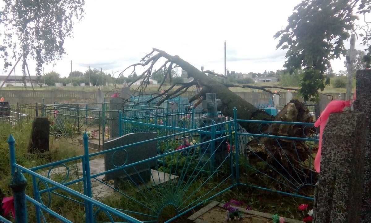 У этого дерева корни ослабли из-за подсочки (пропила у основания), на заглавном фото видно как дерево было поражено грибом-паразитом
