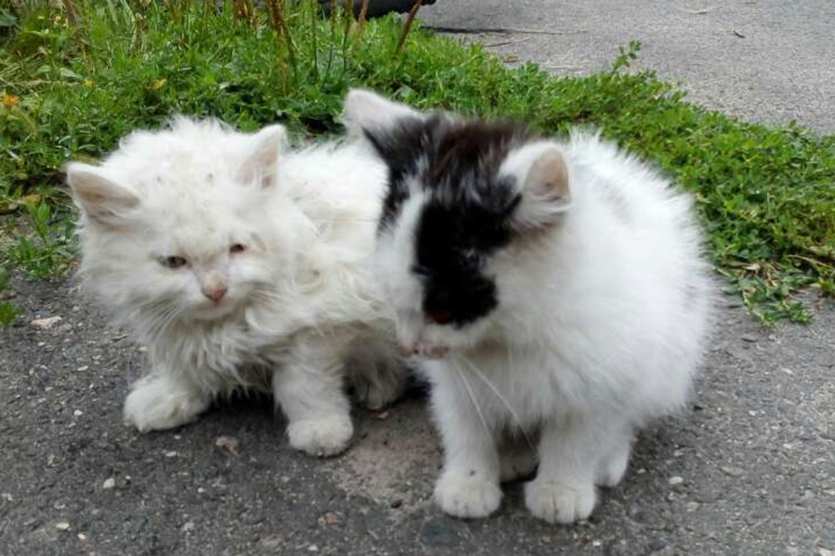 Котики Белоснежка и Охотник ищут своих хозяев